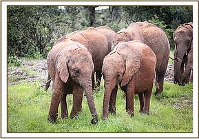 Emoli with Maisha after his tussle with Musiara
