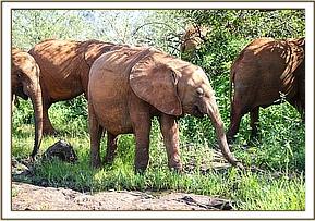 Maisha enjoys the lush grass