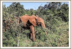 Sagala choosing to browse close to Shukuru