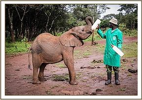 Mteto having his 9am milk bottle