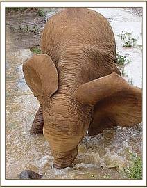 Sunyei really gets stuck into the river