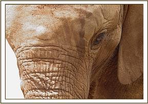 A close up of Madiba