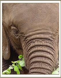 A close up of Sunyei