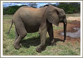 Kinna heading to the mud wallow