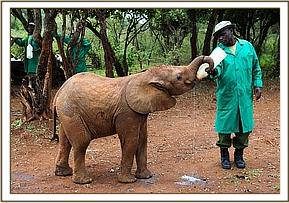 Enkesha enjoying a milk bottle