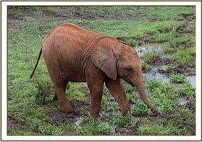 Enkesha running from one pool to the next
