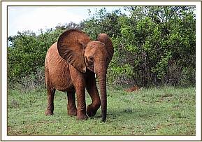 Ukame is still nervous of the translocation lorry