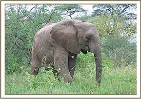 Mulika enjoys the green grass