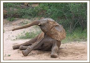 Kinna trying to get up