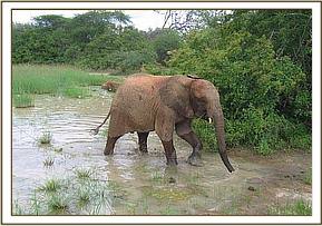 Taita crossing water