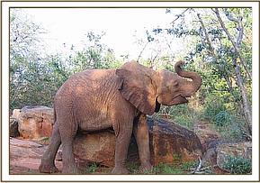 Sunyei scratching on a rock