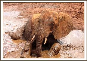 Laikipia enjoys himself in the mudwallow