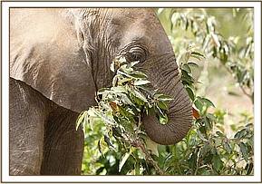 Sinya enjoying some greens