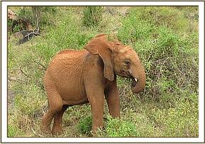 Lesanju feeding