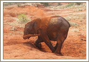 Lesanju dusting