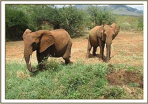 Mpala and Burra