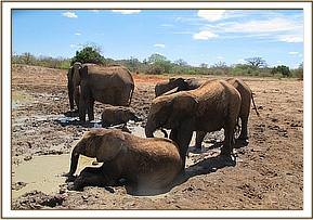 Mulika mudbathing with the orphans