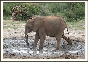 Madiba going into the water