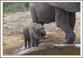 Mwende drinking water