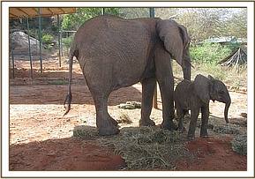 Mulika and Mwende in the stockade eating lucerne