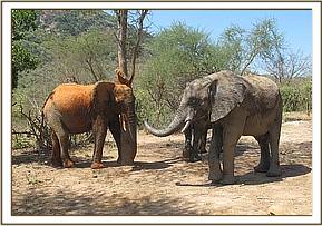 Taita and Madiba