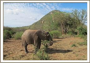 Lualeni feeding on Lucerne