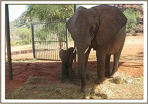 Mulika and Mwende in the stockade