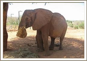 Mulika feeds on Lucerne