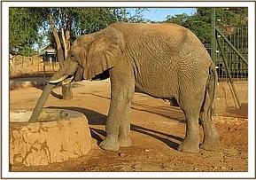 Napasha having a drink