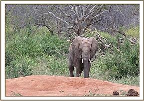 Madiba