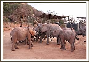 Orphans surround Naserian