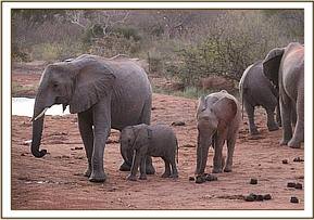 Wendi, Wiva and Laragai