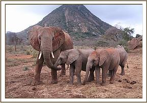 Tomboi with Enkikwe and Siangiki