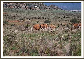 Arruba and Bada wrestle with a wild elephant