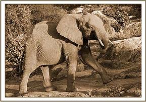 Mpala rushing to join the other orphans