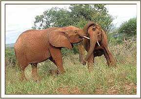 Mpala & Mweya