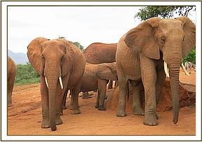 Emily, her calf and Lakipia