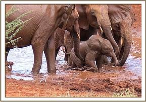 Lesanju, Wasessa, Lempute and the wild calf