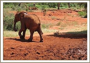 Lesanju leaving mud