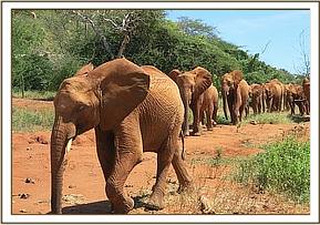 Sinya leads Orphans