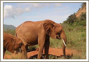 Lempaute taking charge of leading Kenia's group