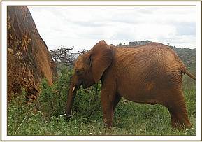 Arruba enjoying some nice greens on Msinga