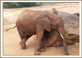 Lempaute relaxing and scratching