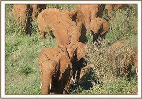 Lesanju forcing her way to the front to lead