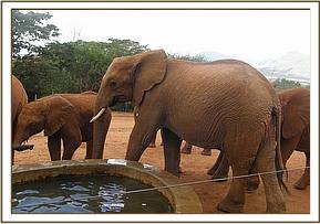 Lesanju arriving to drink water