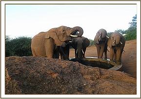 Lesanju, left, and her herd in the stockade