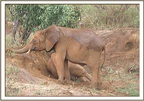 Arruba playing as Suswa watches