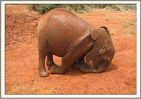 Lesanju playing