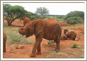 Lempaute scratching her eye
