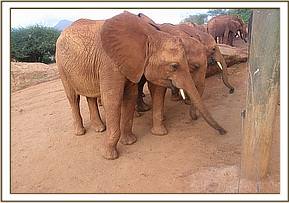 Arruba with others feeding on copra cake